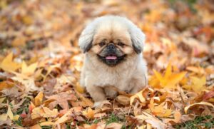 池袋で行きたいおしゃれなカフェはどこ？