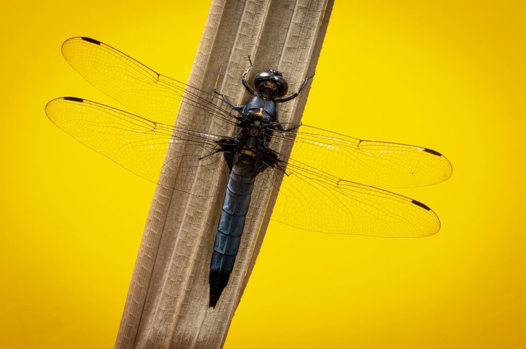 初デートにぴったりなランチのおすすめは？